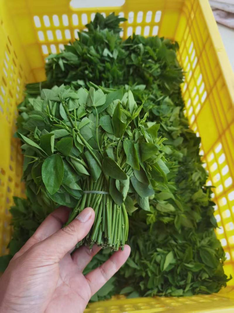 新鲜树仔菜潮汕树菜海南五指山野菜酒店私房特色菜包邮广东省