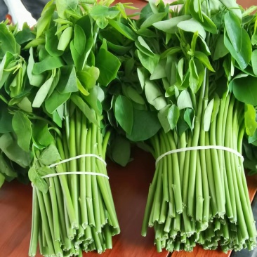 新鲜树仔菜潮汕树菜海南五指山野菜酒店私房特色菜包邮广东省