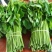 新鲜树仔菜潮汕树菜海南五指山野菜酒店私房特色菜包邮广东省