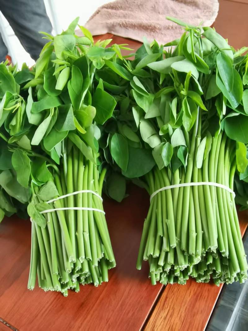 新鲜树仔菜潮汕树菜海南五指山野菜酒店私房特色菜包邮广东省