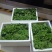 新鲜树仔菜潮汕树菜海南五指山野菜酒店私房特色菜包邮广东省