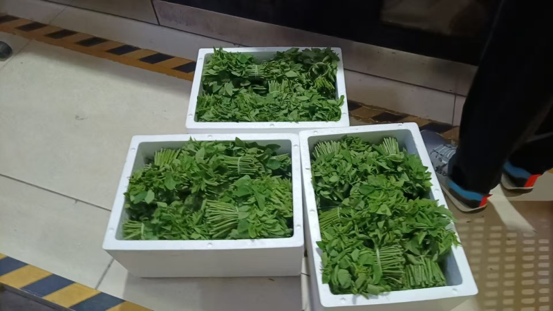 新鲜树仔菜潮汕树菜海南五指山野菜酒店私房特色菜包邮广东省