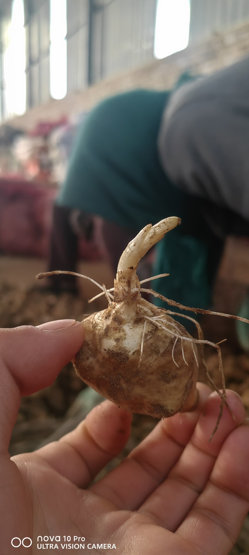 洋姜种子