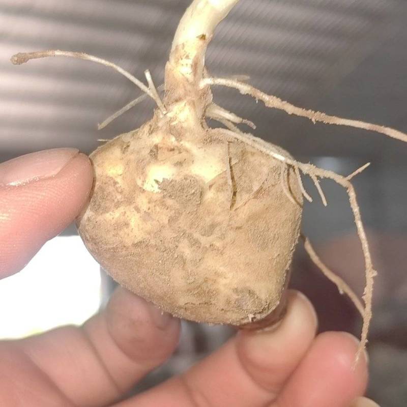 洋姜种子