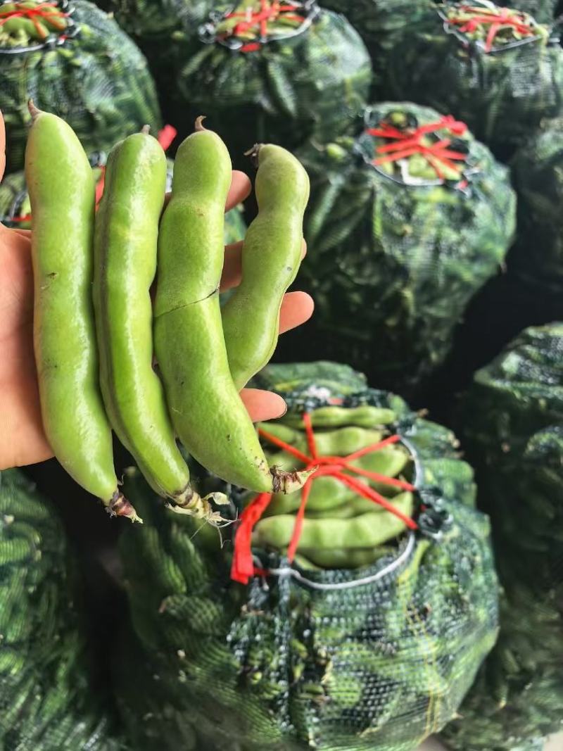 精品蚕豆大量供应需要的联系，支持整全国各地批发市场及超市