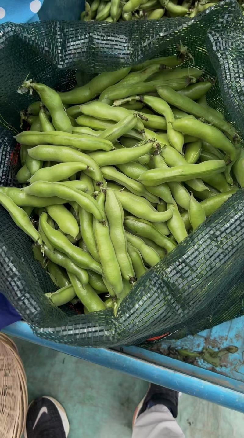 精品蚕豆大量供应需要的联系，支持整全国各地批发市场及超市
