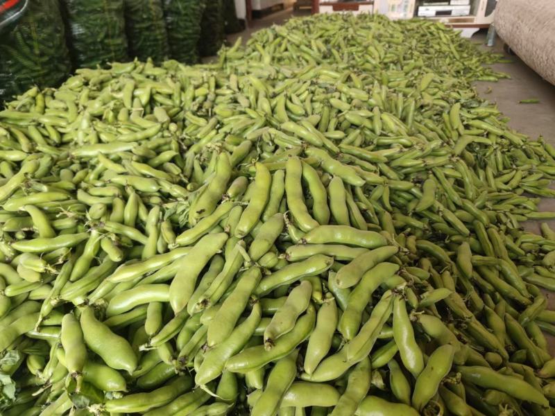 精品蚕豆大量供应需要的联系，支持整全国各地批发市场及超市