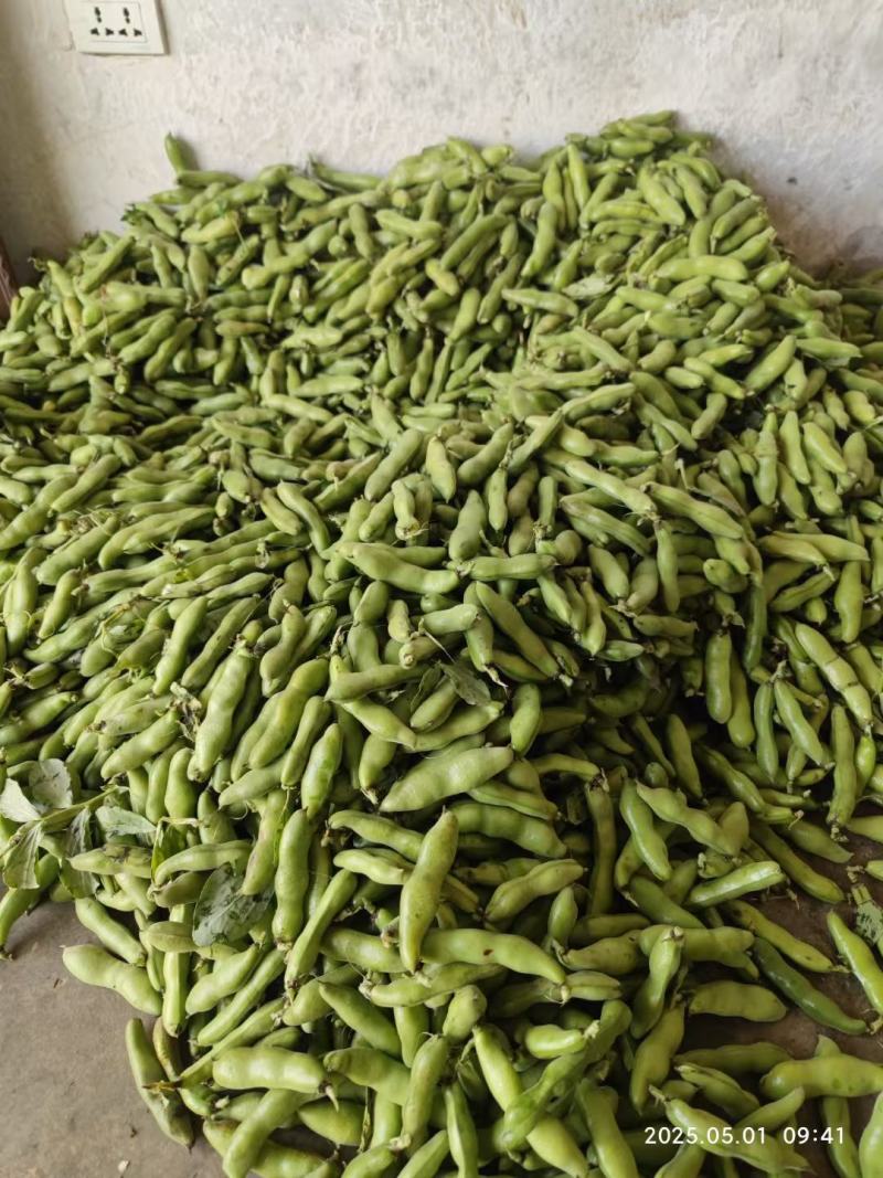 精品蚕豆大量供应需要的联系，支持整全国各地批发市场及超市