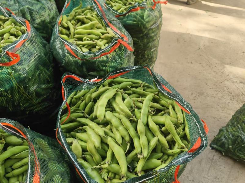 精品蚕豆大量供应需要的联系，支持整全国各地批发市场及超市