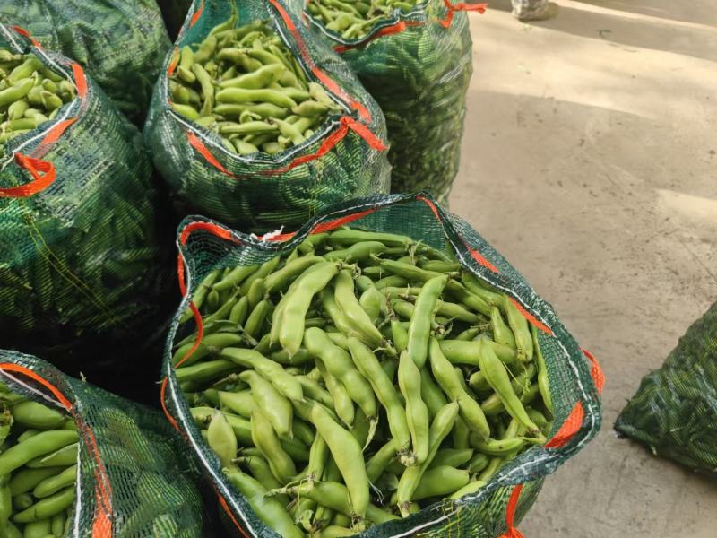 精品蚕豆大量供应需要的联系，支持整全国各地批发市场及超市