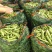 精品蚕豆大量供应需要的联系，支持整全国各地批发市场及超市
