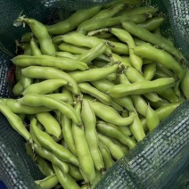 精品蚕豆大量供应需要的联系，支持发货全国各地商超及批发市