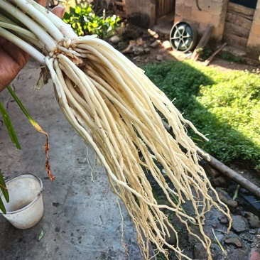 撇菜根