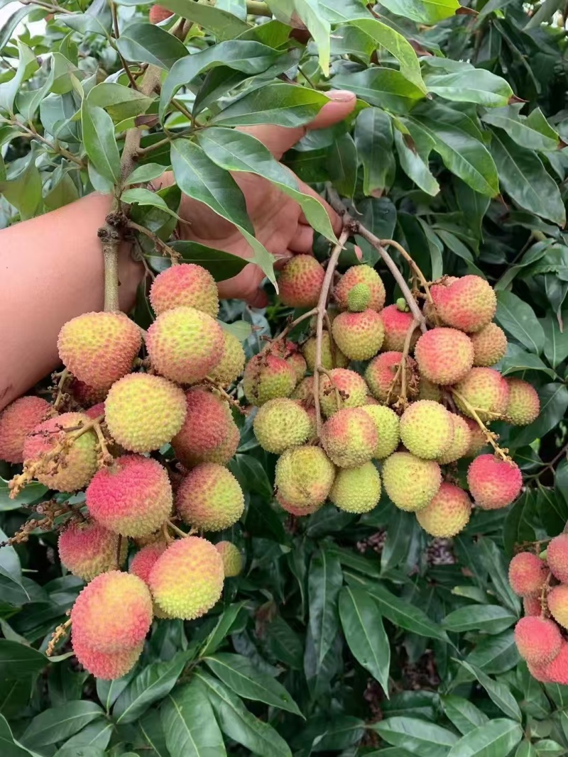 荔枝