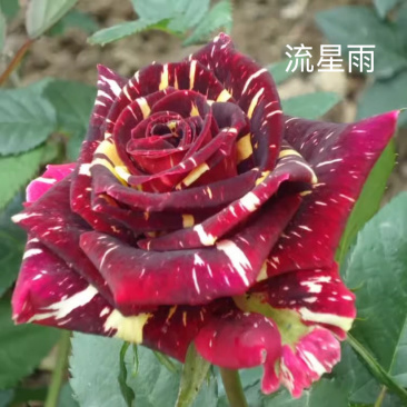 云南昆明斗南种苗彩虹玫瑰苗流星雨玫瑰苗