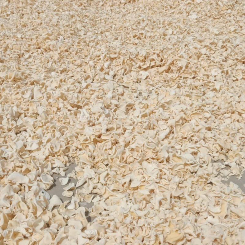 I白玉木耳产地直销自产自销山东