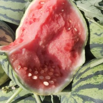 夏邑县美都711西瓜大量上市