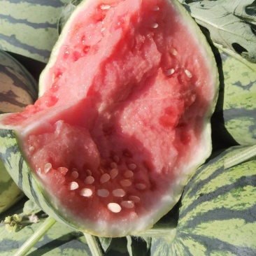 夏邑县美都711西瓜大量上市