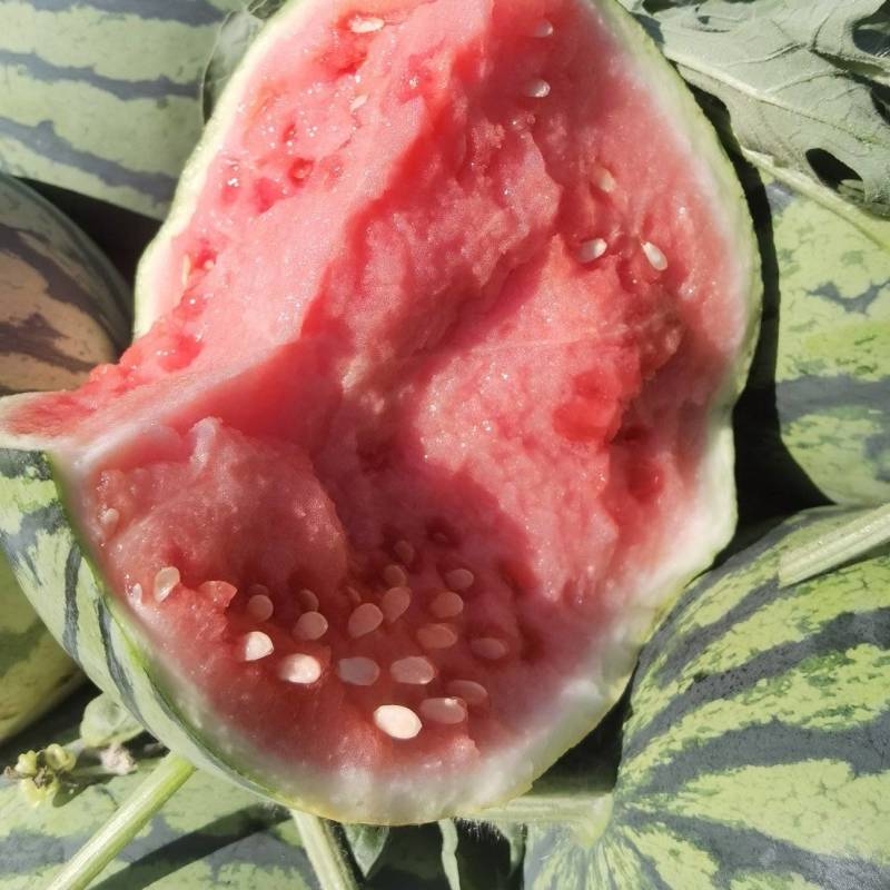 夏邑县美都711西瓜大量上市