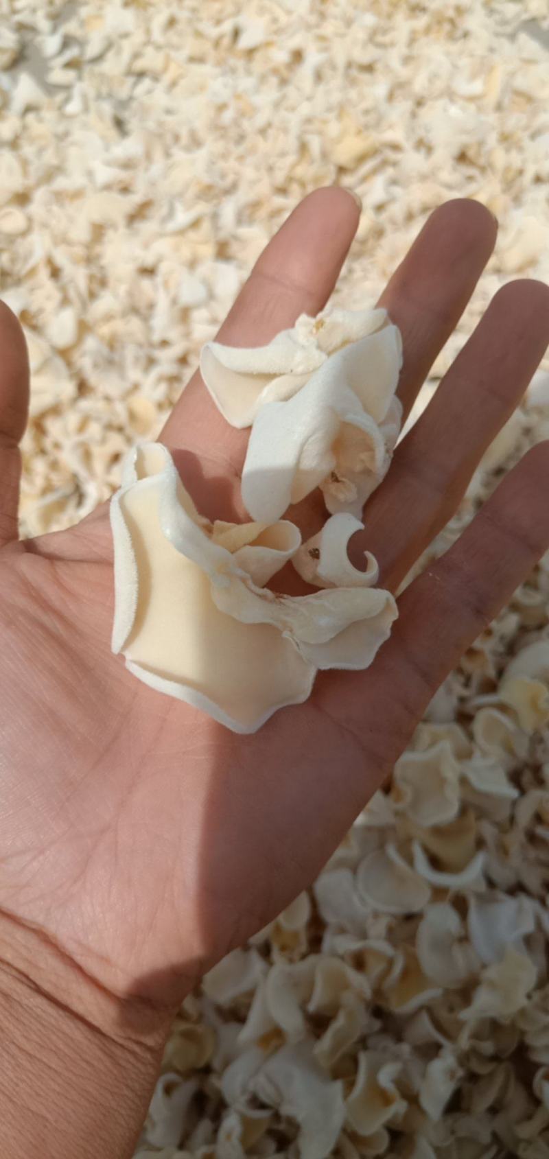I白玉木耳产地直销自产自销山东
