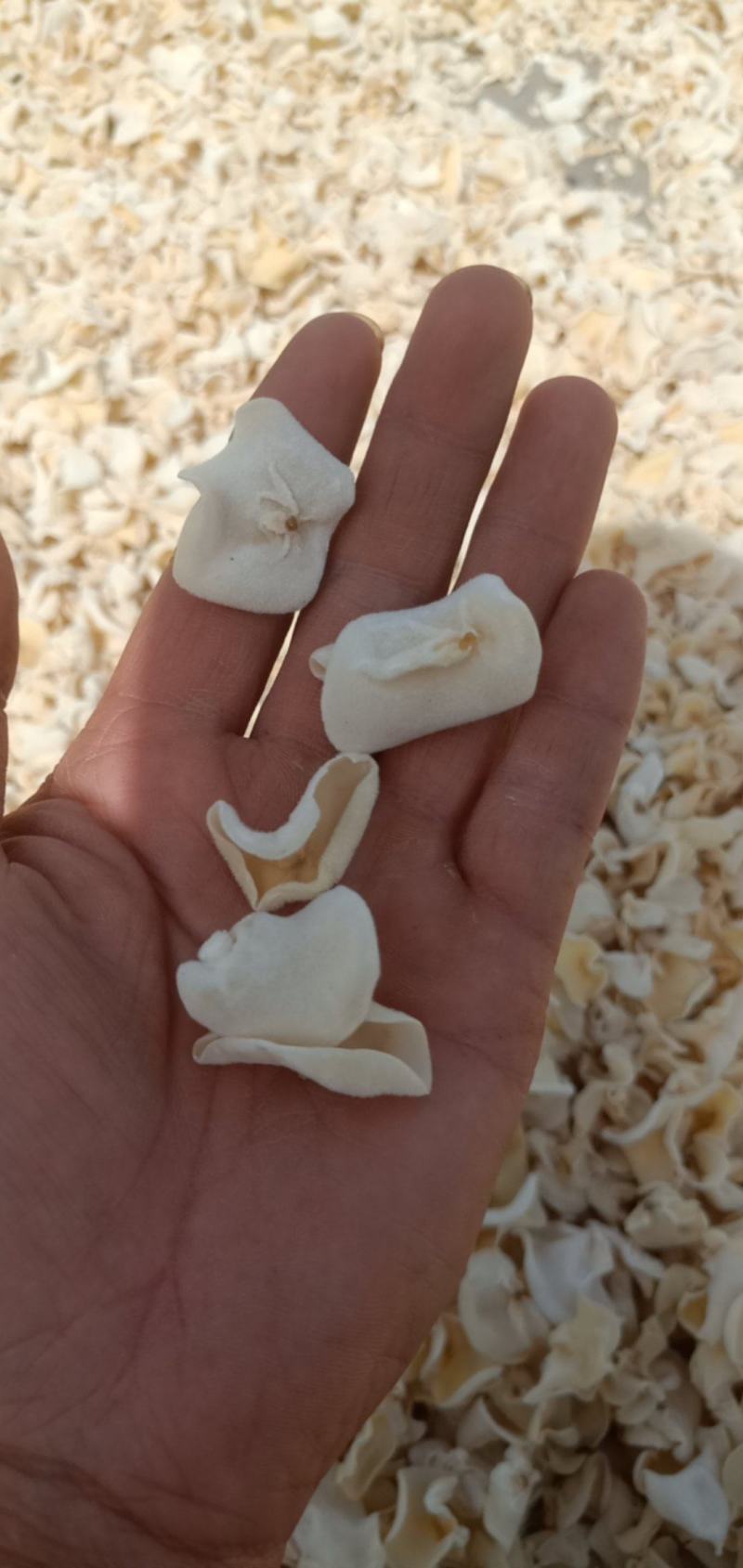 I白玉木耳产地直销自产自销山东