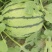 夏邑县美都711西瓜大量上市