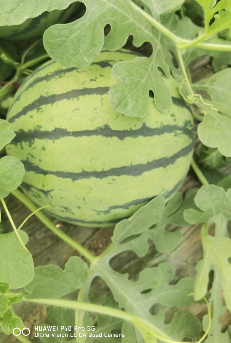 夏邑县美都711西瓜大量上市