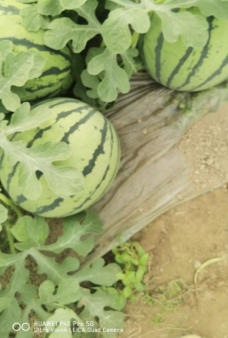 夏邑县美都711西瓜大量上市