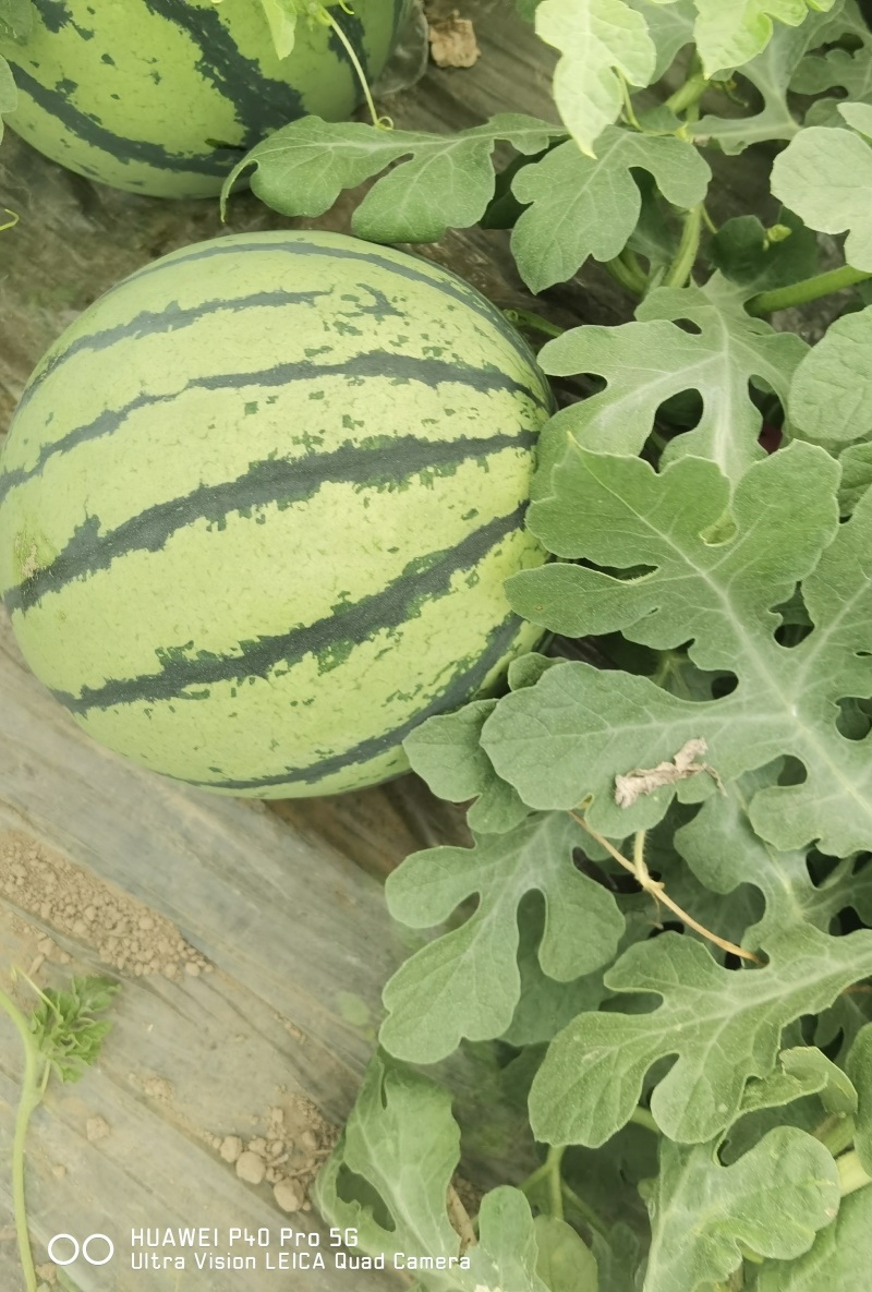 夏邑县美都711西瓜大量上市