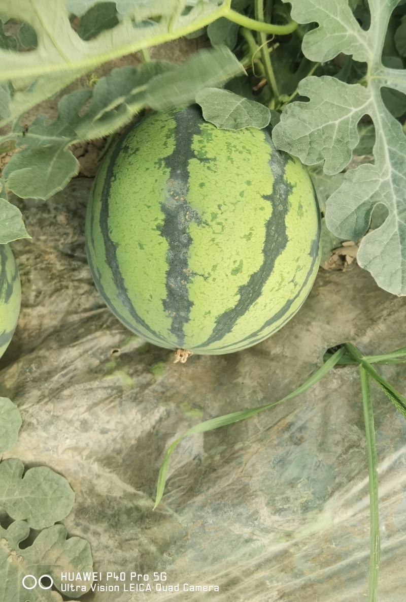 夏邑县美都711西瓜大量上市