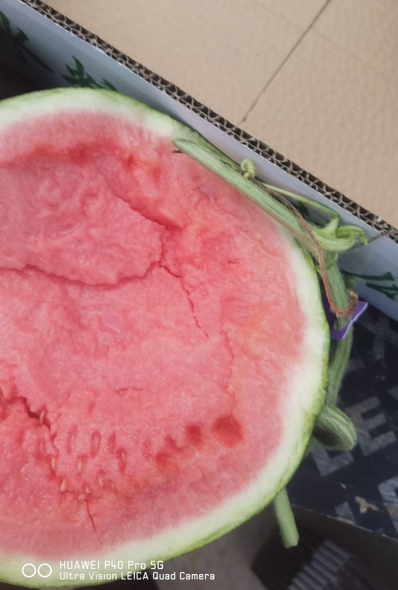 夏邑县美都711西瓜大量上市