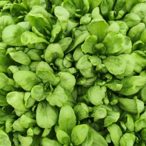大叶茼蒿菜
