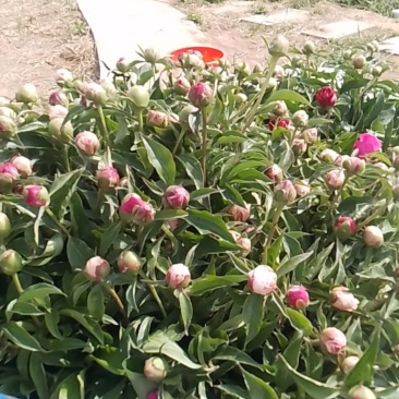 河北衡水芍药鲜切花