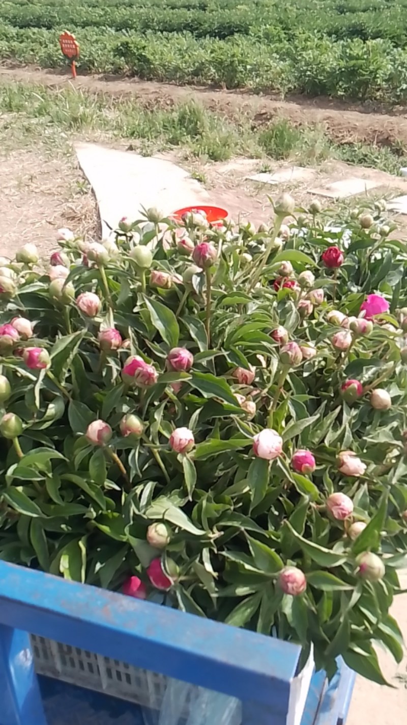 河北衡水芍药鲜切花