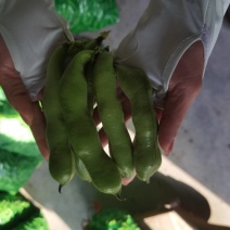 江苏南通精品蚕豆产地直销量大从优欢迎进店咨询