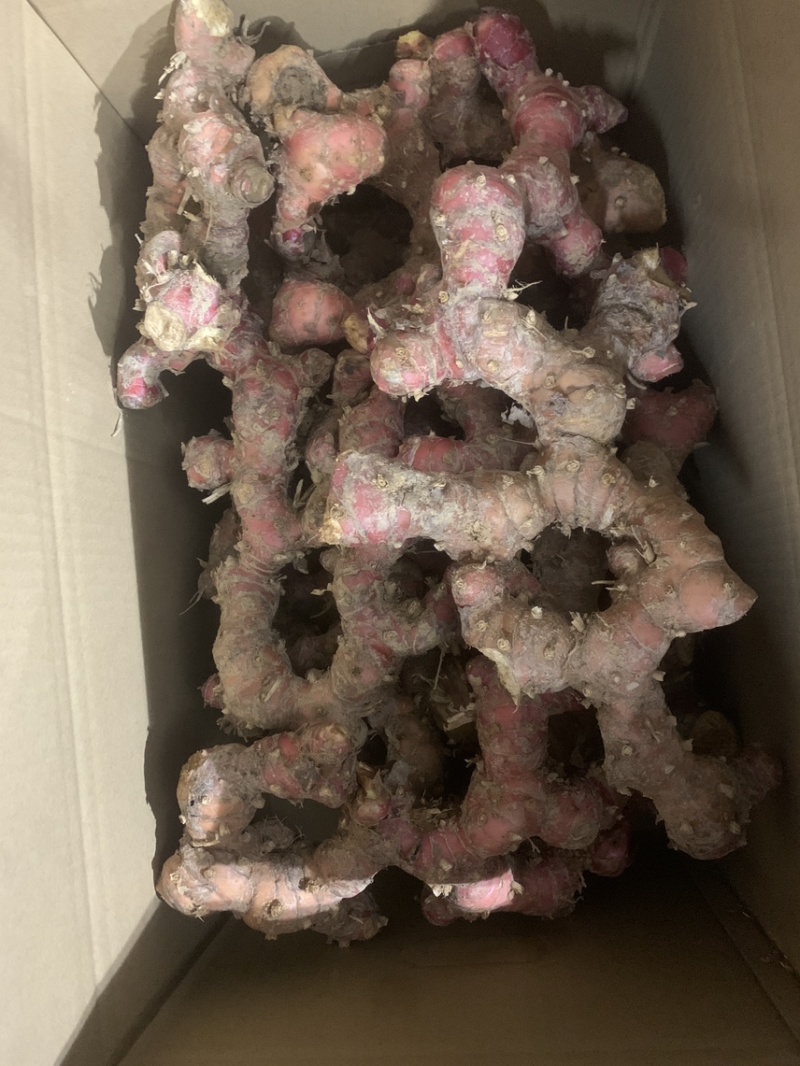现挖南姜，量大优