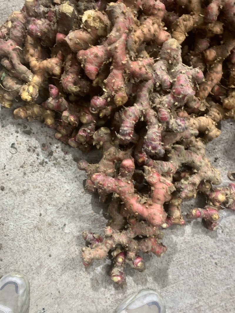 现挖南姜，量大优