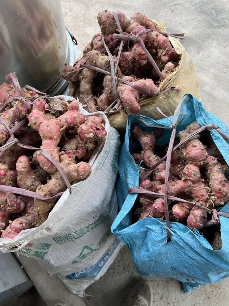 现挖南姜，量大优