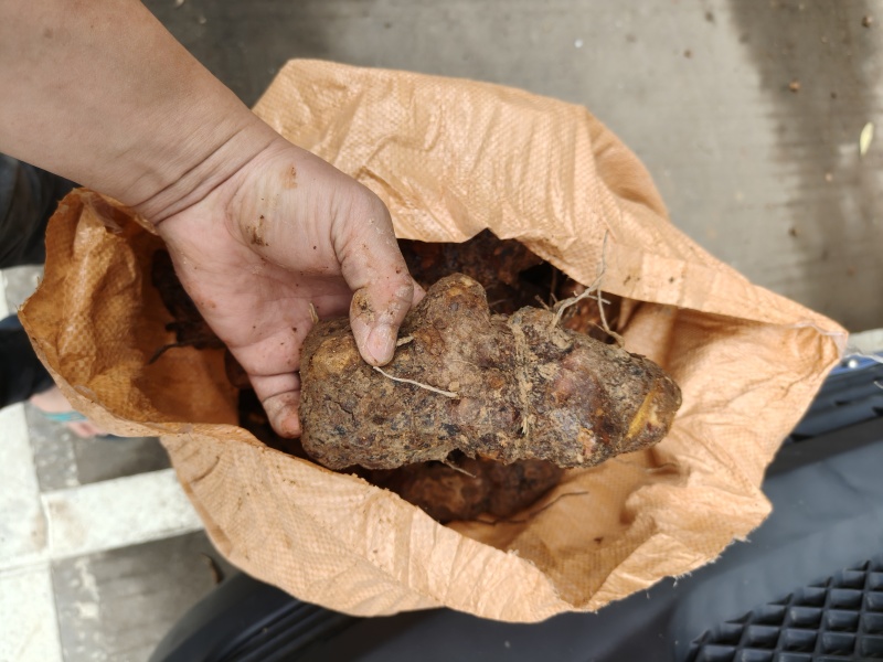 梅州土茯苓，本地土茯苓，硬饭头，有少量根须。