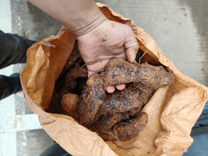 梅州土茯苓，本地土茯苓，硬饭头，有少量根须。
