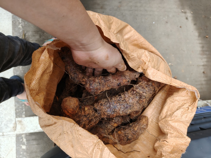 梅州土茯苓，本地土茯苓，硬饭头，有少量根须。