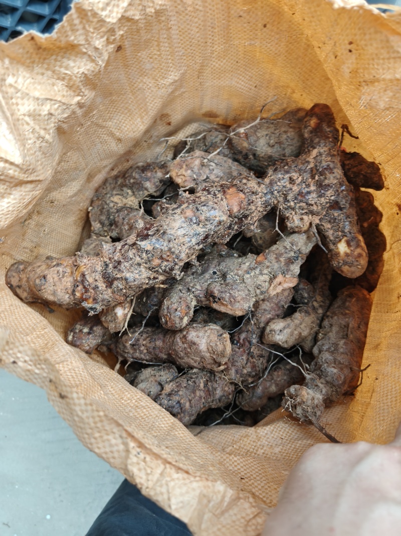 梅州土茯苓，本地土茯苓，硬饭头，有少量根须。