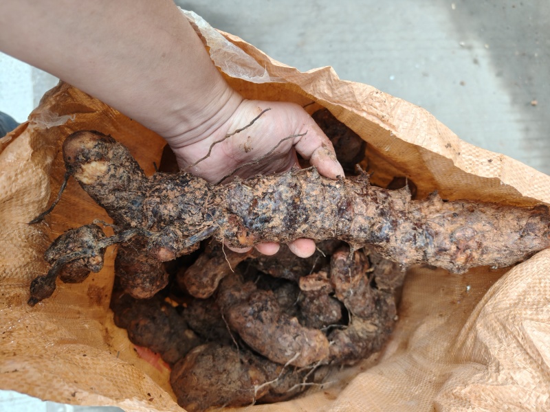 梅州土茯苓，本地土茯苓，硬饭头，有少量根须。