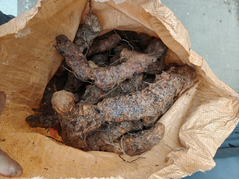 梅州土茯苓，本地土茯苓，硬饭头，有少量根须。