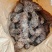 梅州土茯苓，本地土茯苓，硬饭头，有少量根须。