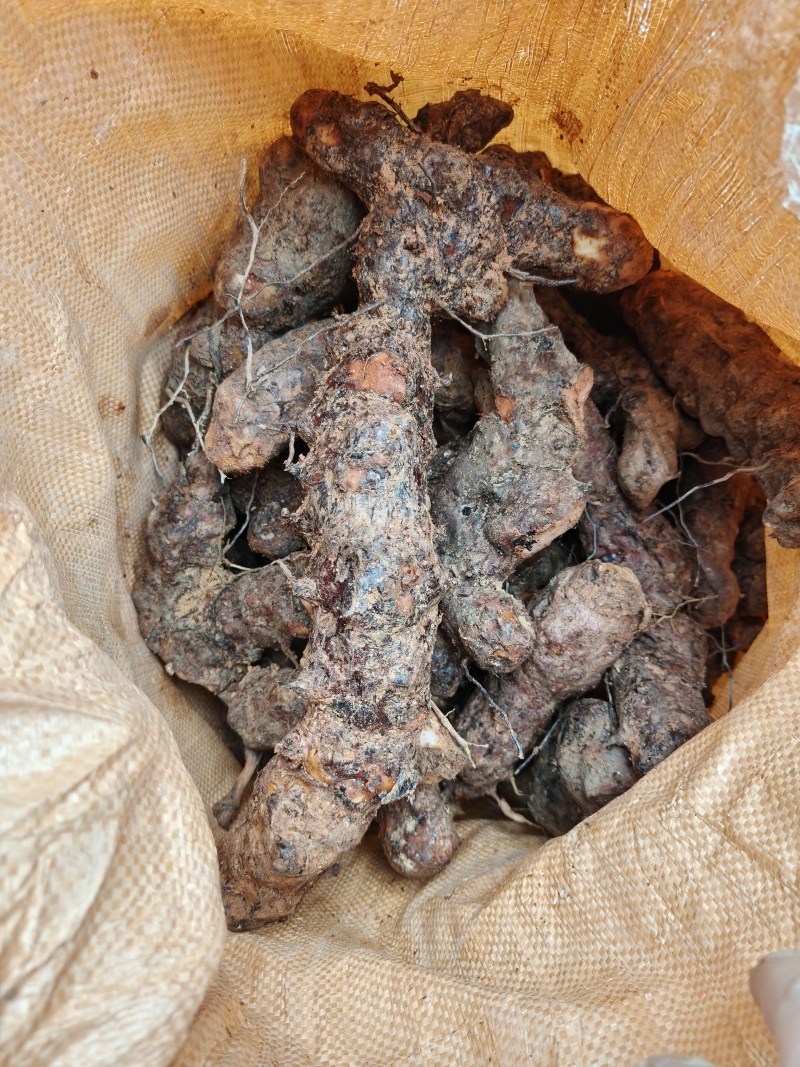 梅州土茯苓，本地土茯苓，硬饭头，有少量根须。