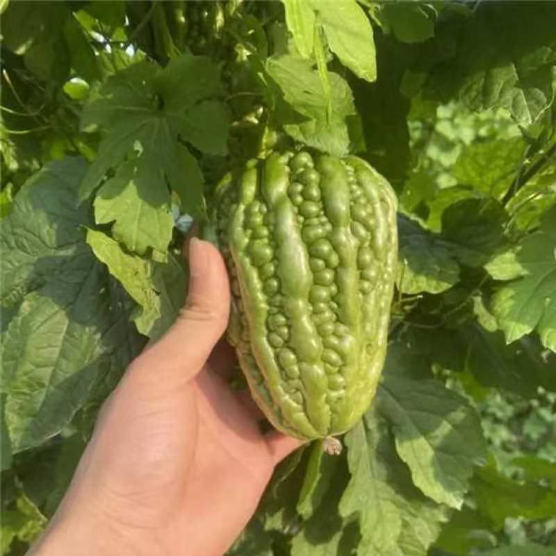 杜阮凉瓜新鲜农家正宗杜阮大顶苦瓜松脆无渣圆形广东粤菜