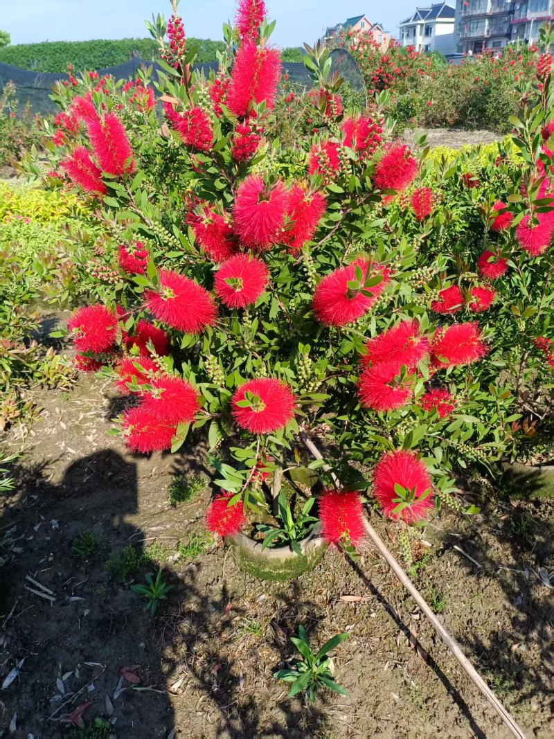 红千层30美植袋，冠幅1m、1.2m、1.5m，欢迎订购