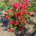 红千层30美植袋，冠幅1m、1.2m、1.5m，欢迎订购