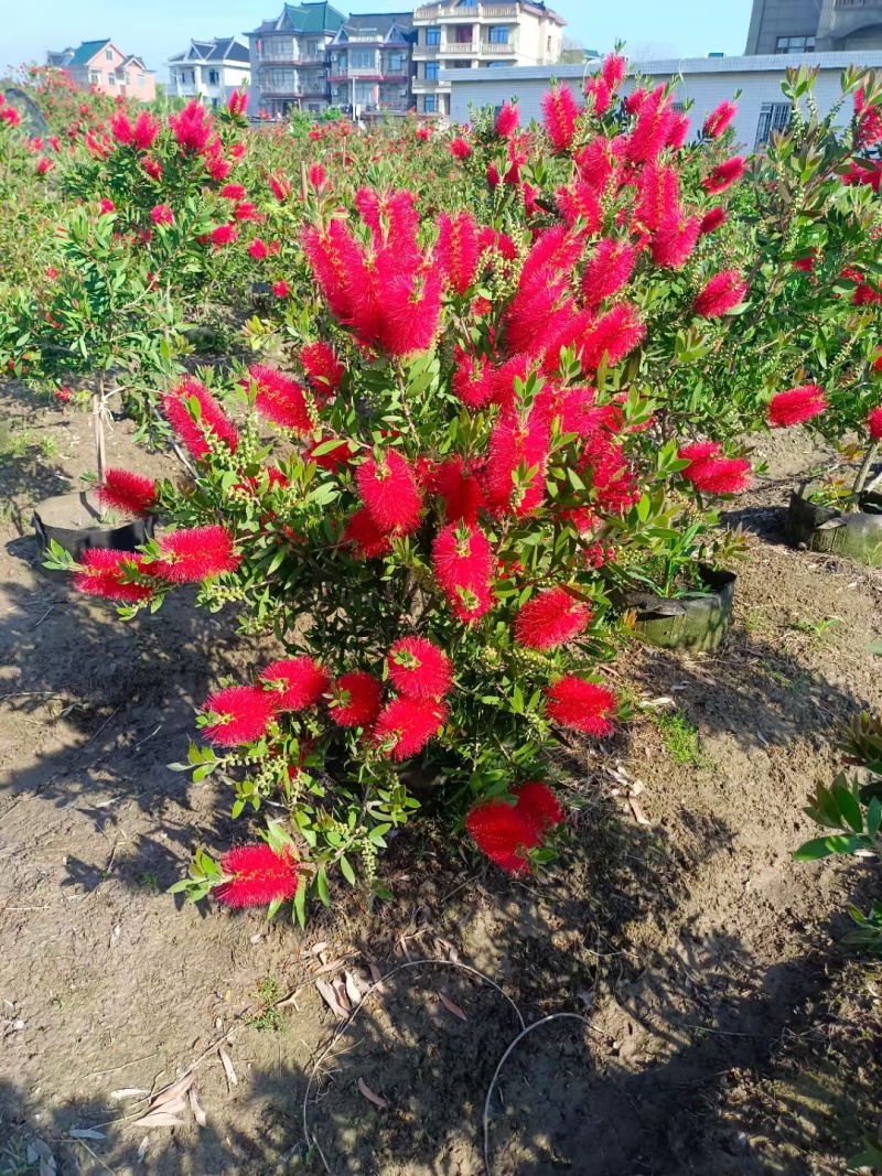 红千层30美植袋，冠幅1m、1.2m、1.5m，欢迎订购